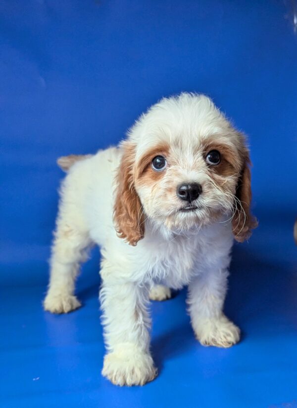 Hunt Cavapoo Hunt Cavapoo