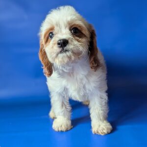 Hunt Cavapoo Hunt Cavapoo