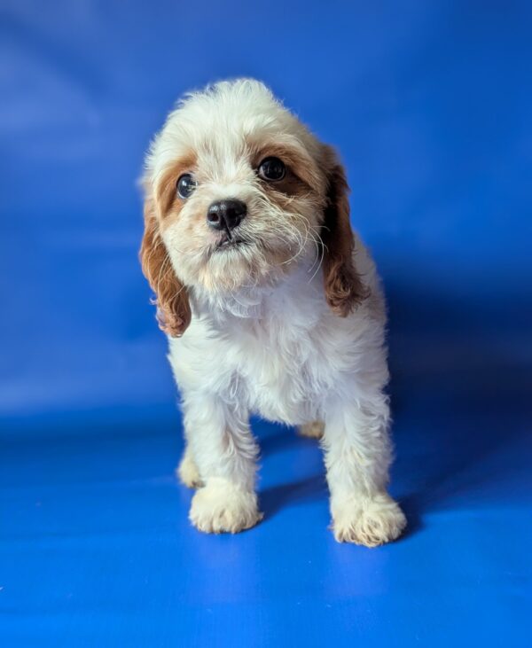 Hunt Cavapoo Hunt Cavapoo