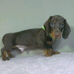 Hunter-male-miniature-dachshund-puppy-for-sale- (1)