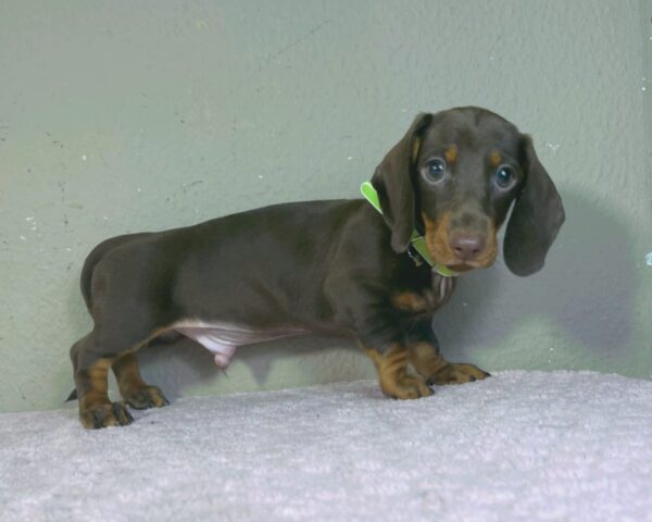 Hunter Miniature Dachshund Hunter Miniature Dachshund