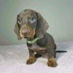 Hunter-male-miniature-dachshund-puppy-for-sale- (2)