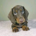 Hunter-male-miniature-dachshund-puppy-for-sale- (3)