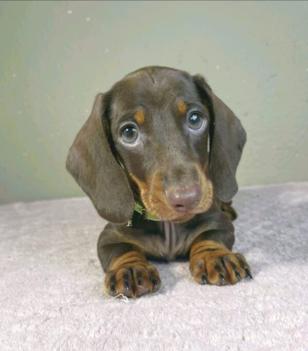 Hunter Miniature Dachshund Hunter Miniature Dachshund