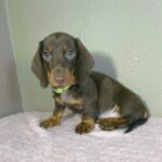 Hunter-male-miniature-dachshund-puppy-for-sale- (4)