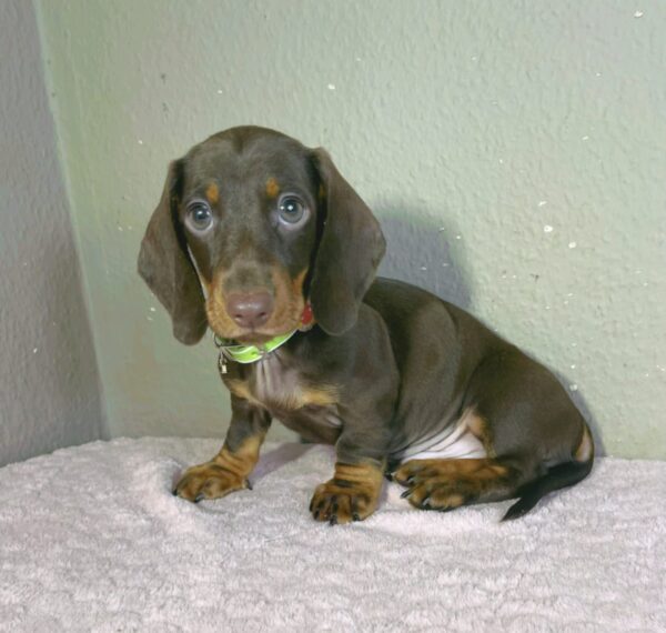 Hunter Miniature Dachshund Hunter Miniature Dachshund