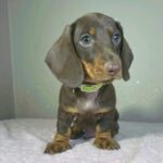 Hunter-male-miniature-dachshund-puppy-for-sale- (5)