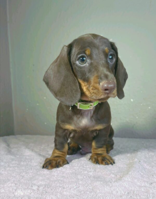 Hunter Miniature Dachshund Hunter Miniature Dachshund