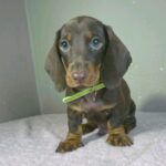 Hunter-male-miniature-dachshund-puppy-for-sale- (6)