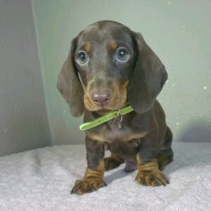Hunter Miniature Dachshund Hunter Miniature Dachshund