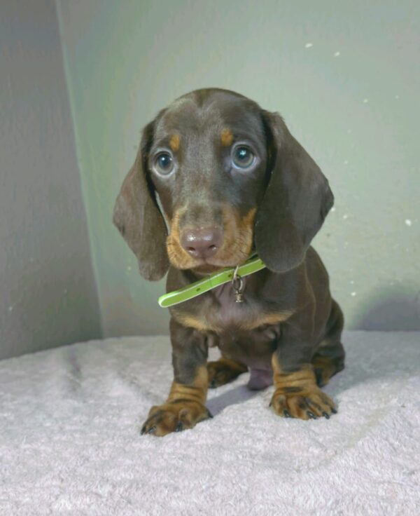 Hunter Miniature Dachshund Hunter Miniature Dachshund