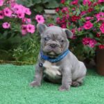 Jagger-male-French-bulldog-puppy-for-sale-1