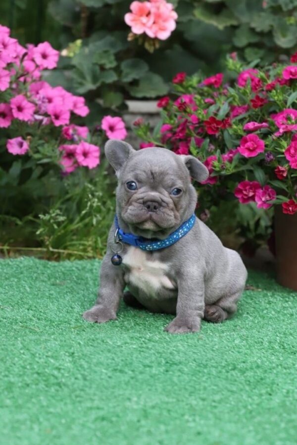 Jagger French Bulldog Jagger French Bulldog