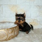 Jane-female-yorkshire-terrier-puppy-for-sale- (1)