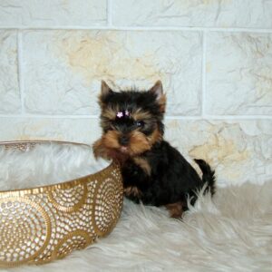 Jane Yorkshire Terrier Jane Yorkshire Terrier