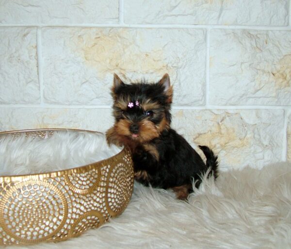 Jane Yorkshire Terrier Jane Yorkshire Terrier