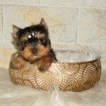 Jane-female-yorkshire-terrier-puppy-for-sale- (2)