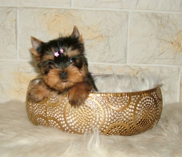 Jane Yorkshire Terrier Jane Yorkshire Terrier