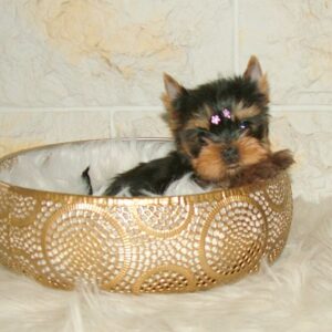 Jane Yorkshire Terrier Jane Yorkshire Terrier