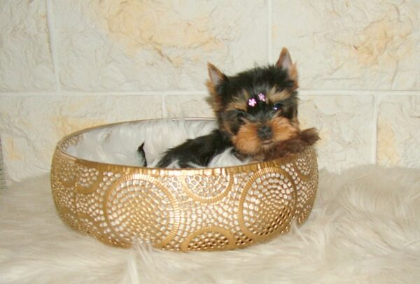 Jane Yorkshire Terrier Jane Yorkshire Terrier