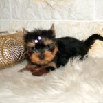 Jane-female-yorkshire-terrier-puppy-for-sale- (4)
