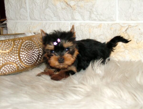 Jane Yorkshire Terrier Jane Yorkshire Terrier