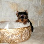 Jane-female-yorkshire-terrier-puppy-for-sale- (5)