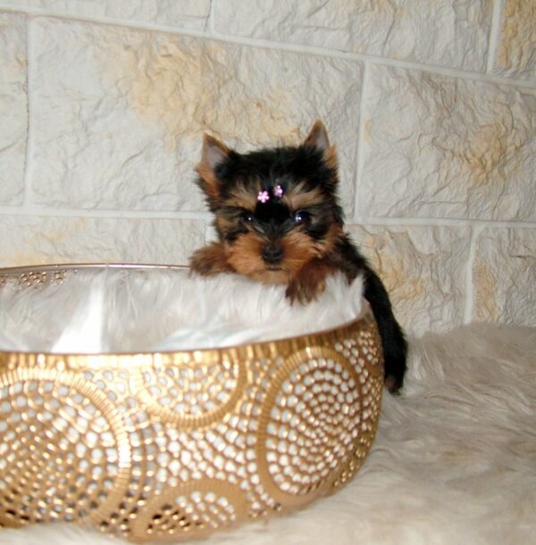 Jane Yorkshire Terrier Jane Yorkshire Terrier