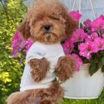 Jasper-male-Maltipoo-puppy-for-sale-1