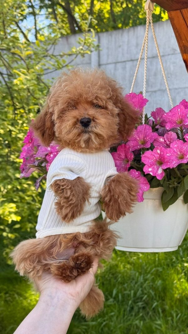 Jasper Maltipoo Jasper Maltipoo