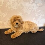 Jenna-female-Maltipoo-puppy-for-sale-1