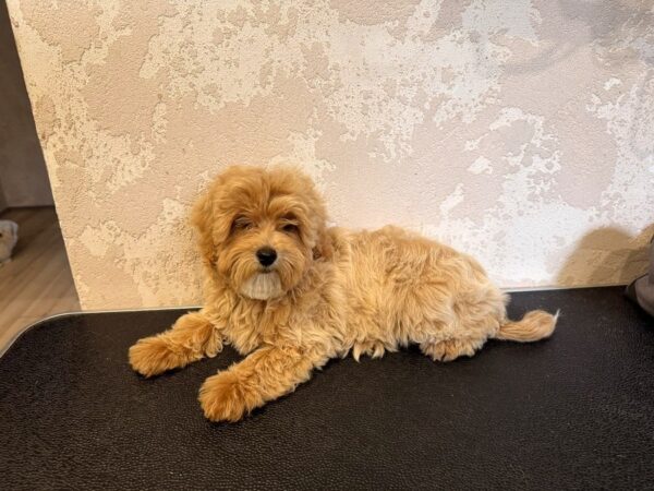 Jenna Maltipoo Jenna Maltipoo