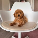 Jessica-female-Maltipoo-puppy-for-sale-1