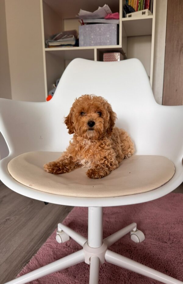 Jessica Maltipoo Jessica Maltipoo