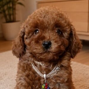 Jewel Toy Poodle Jewel Toy Poodle
