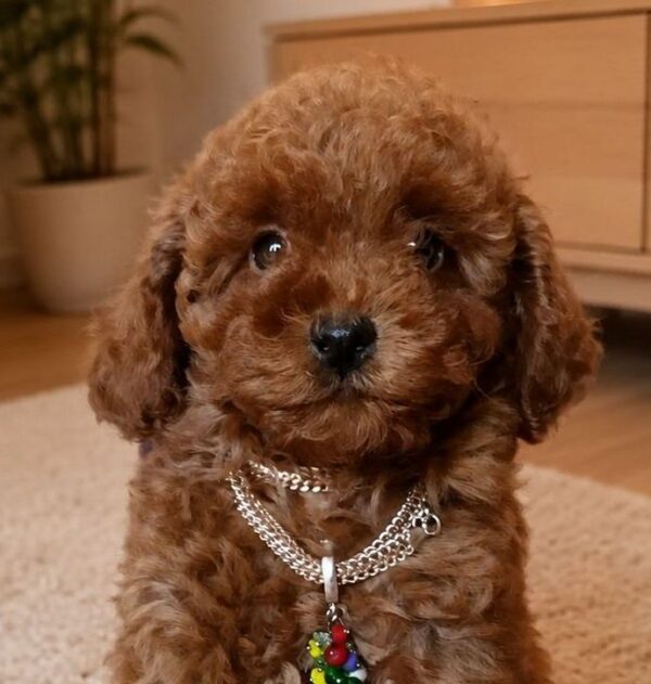 Jewel Toy Poodle Jewel Toy Poodle
