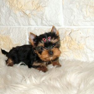 Jinda Yorkshire Terrier Jinda Yorkshire Terrier