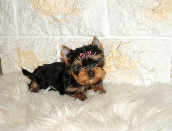 Jinda Yorkshire Terrier Jinda Yorkshire Terrier