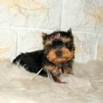 Jinda-female-yorkshire-terrier-puppy-for-sale- (2)