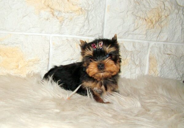 Jinda Yorkshire Terrier Jinda Yorkshire Terrier