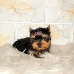 Jinda-female-yorkshire-terrier-puppy-for-sale- (3)