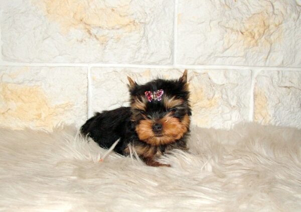 Jinda Yorkshire Terrier Jinda Yorkshire Terrier