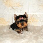 Jinda-female-yorkshire-terrier-puppy-for-sale- (4)