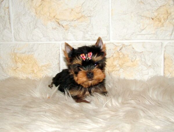 Jinda Yorkshire Terrier Jinda Yorkshire Terrier