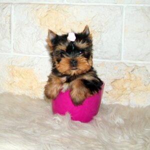 Jinda Yorkshire Terrier Jinda Yorkshire Terrier