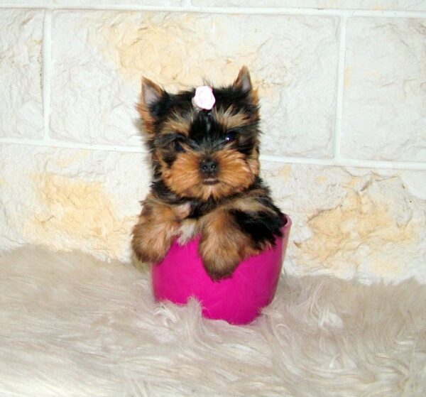 Jinda Yorkshire Terrier Jinda Yorkshire Terrier