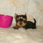Jinda-female-yorkshire-terrier-puppy-for-sale- (6)