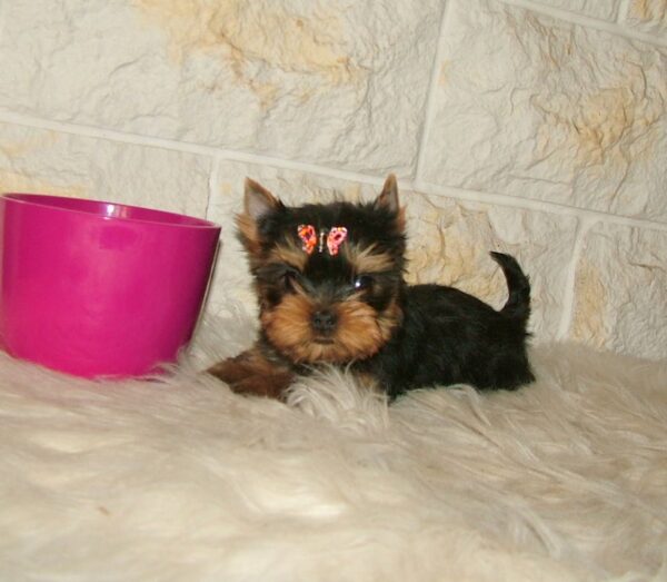 Jinda Yorkshire Terrier Jinda Yorkshire Terrier