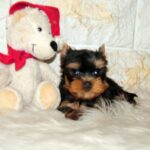 Josie-female-yorkshire-terrier-puppy-for-sale- (1)