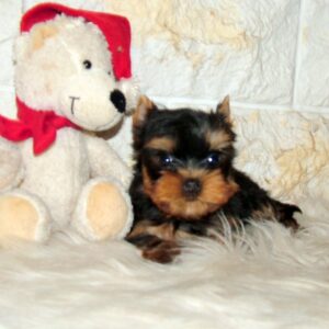 Josie Yorkshire Terrier Josie Yorkshire Terrier